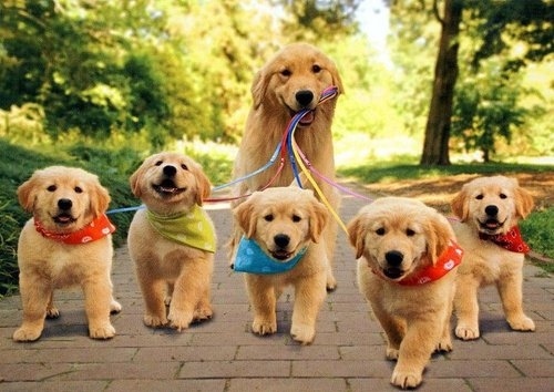 BRB, can't handle the cuteness.