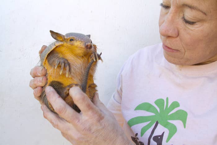 Unbelievable Armadillo Noises You Wont Believe - ei9q2av