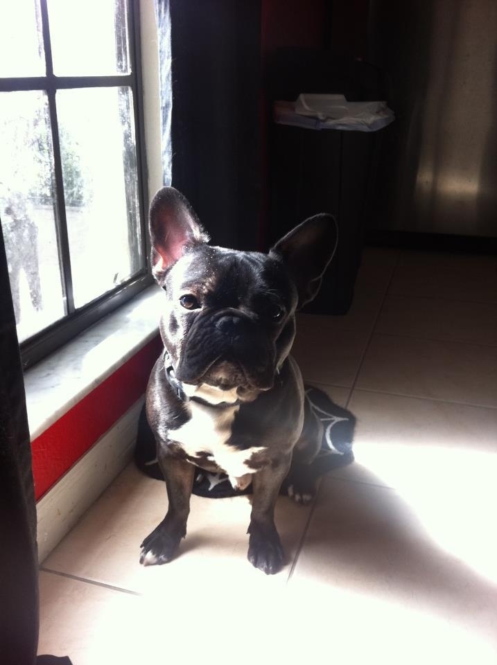 And that's the story of how Bueller the French Bulldog was returned to his owner!The End
