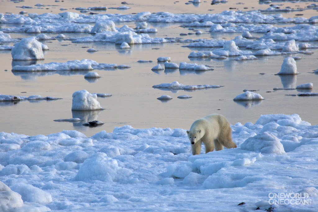 The ArcticWe’ve been reading alarming news about disappearing Arctic sea ice for years. But each time it hits a low, it’s lower than before, and our planet’s natural systems enter new territory. We’re still finding amazing new things there, like unpredicted massive algae blooms under the thinning ice, in this incredibly rich marine ecosystem. While we’re concerned about the impact of climate change on polar bears, seals and many other species, the coming certainty of an ice-free Arctic Ocean carries an even broader set of implications. Shell Oil Co. got the greenlight for Arctic oil drilling, even as its safety gear and procedures failed, and deep sea corals were found at its drill site, and Arctic nations are intently jockeying for position at the top of the world, interested in everything from mineral extraction rights to shipping routes, to a trans-Arctic internet cable to military issues. In addition to all of this, the first attempt to row across the Arctic Ocean was painfully close to making the entire crossing. It's safe to say the Arctic is going to be a hotbed of change and human activity for the foreseeable future.