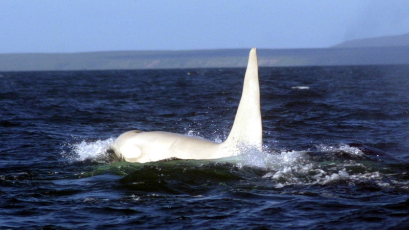 Discoveries in sea lifeOne thing was made clear this year: we’ve barely touched the surface of ocean exploration when it comes to sealife. Researchers observed a white orca near Russia, a white humpback off Norway, the first photo of humpback whales mating, a new kind of hammerhead shark, a super giant deep sea crustacean, a deep sea catshark, a strange new purple crab, eight new fish in Bali and microbial life in the earth’s crust below the sea floor. And I'm pretty sure this isn't everything that was found in 2012.