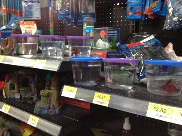 "I got a cup from the sink where the fish are. No one even noticed. I dumped the fish into the cup (after rinsing it) and put fresh water from a bottle in their newly cleaned containers. This took about 10 minutes and no one noticed. People just walked by, glanced at me, and looked away."