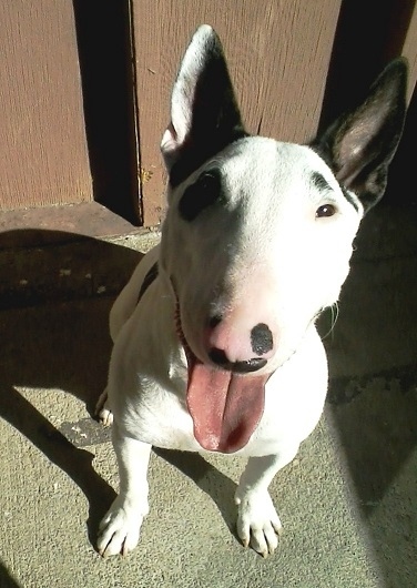 Fondly known as "egg heads," full-size and miniature bull terriers have a head shape that is all their own. These goofy dogs may have a face that only a mother could love, but if you're looking for a pet that makes a statement - the bull terrier does just that.