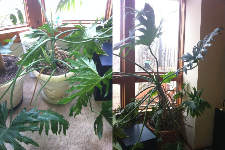 "So what if your yoga instructor just got a new Prius. YOU have a rainforest."