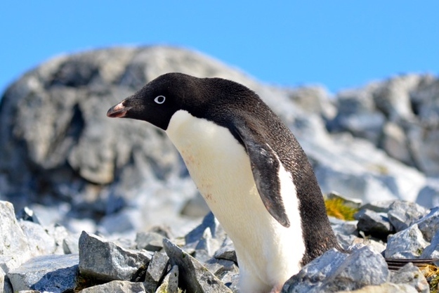 "Hey, ladies!" — Some Adélie penguin