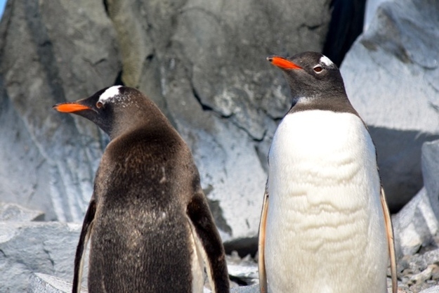 "Dude, you better put some sunblock on. Your beak's looking pretty red."— Some gentoo penguin