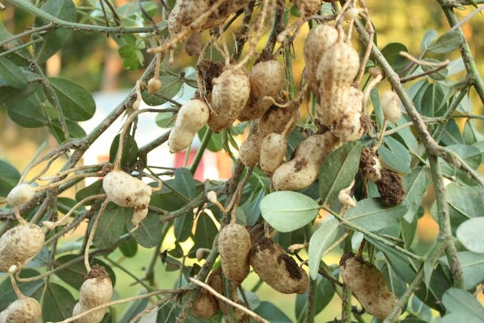 From Pumpkin to Pie Start to Finish Second Series