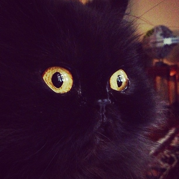 Halloween eyes.