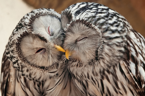 "kiss kiss"