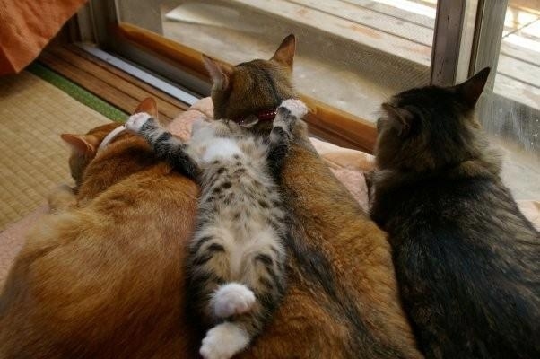 I just couldn't get out of bed today, I just wanted to cuddle on and on...