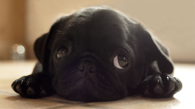 "Can we have wine tonight?" and of course you can't deny my puppy dog eyes!