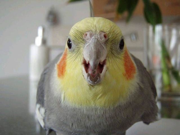 They're sassy, they're curious, and they learn really quickly. They're basically toddlers in a bird form.