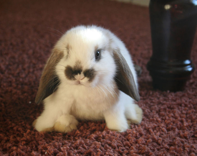 Think about rabbits as the cuddlier, sweeter, and less sarcastic version of cats.
