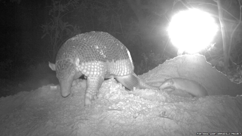 "The birth of a rare giant armadillo has been recorded for the first time in Brazil. Researchers studying the 'vulnerable' animals first saw a male and female sharing a burrow thanks to automated camera traps. The young armadillo was photographed in full as it moved to another home with its mother.""Documenting the birth of a giant armadillo is an exciting step forward to helping us better understand the biology and reproduction of this cryptic species and ultimately help us conserve it," said Dr Arnaud Desbiez, co-ordinator of the Pantanal Giant Armadillo Project."