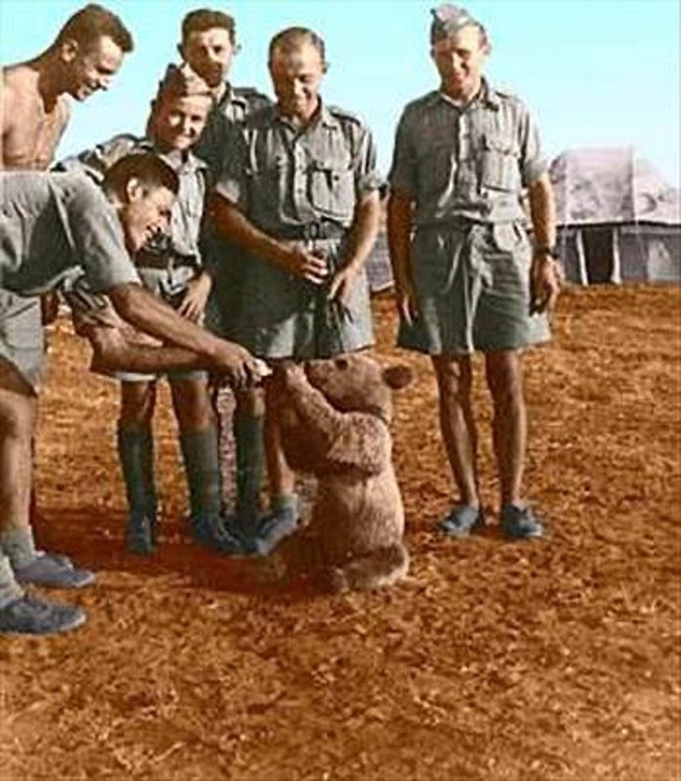 Rather than let this poor guy face the wilds himself, the soldiers took him in. They named him Wojtek, which means "he who enjoys war" or "the smiling warrior"