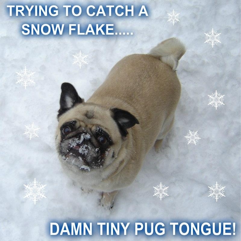 Pug Catching Snowflakes Funny Meme Cute