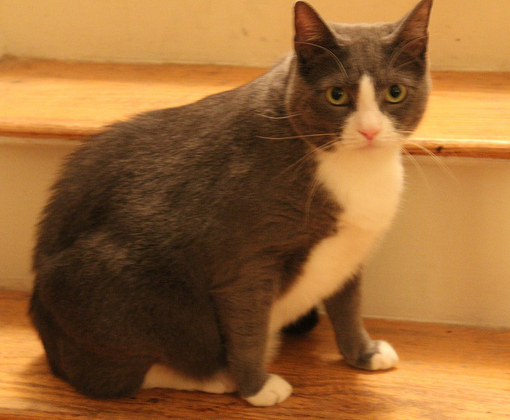I've fed Kip, my skinny kitty, kibble in the bathroom with the water running so Petie, my chunky monkey, wouldn't hear!