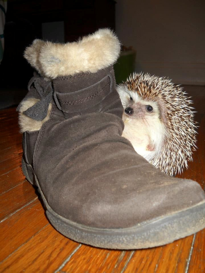 Wear the boots of a young college student and go for a romp in the snow.