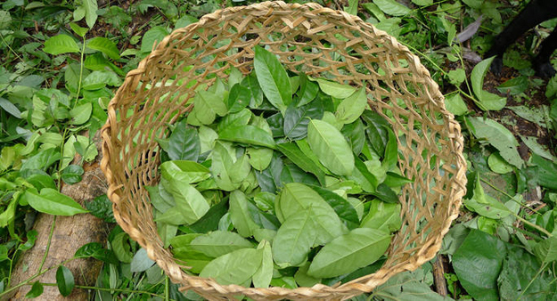 What: Guayusa comes from the leaves of another type of holly tree. Where: Guayusa is native to the Amazonian Rainforest, growing in parts of Ecuador, Peru, and Colombia.Uses: After the leaves are picked, they are dried, which allows the flavor to develop. Then the dried leaves are boiled and consumed as a tea.
