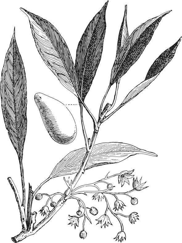 What: This nut grows in the flower of the kola tree, a type of evergreen tree. Where: Found in most sub-saharan African countries, it is one of most popular sources of caffeine in Africa.
