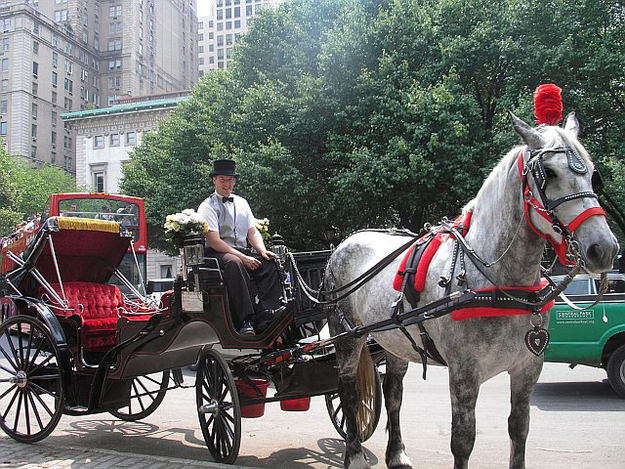 Fed up with long hours and humiliating costumes, this horse plans on regulating the horse-carriage industry with shorter shifts and no clothing.
