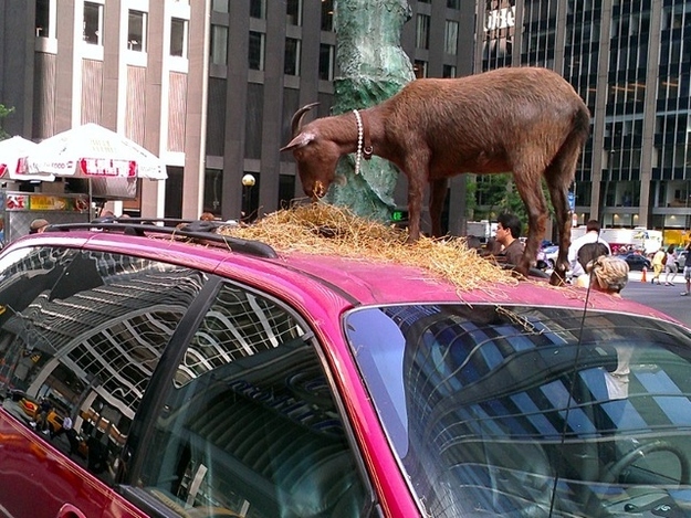 This wild goat wants to implement the "Subway Street Justice" program. If you fail to offer a seat to the elderly, don't let passengers off first, or play video games with the sound on, you will be punished.