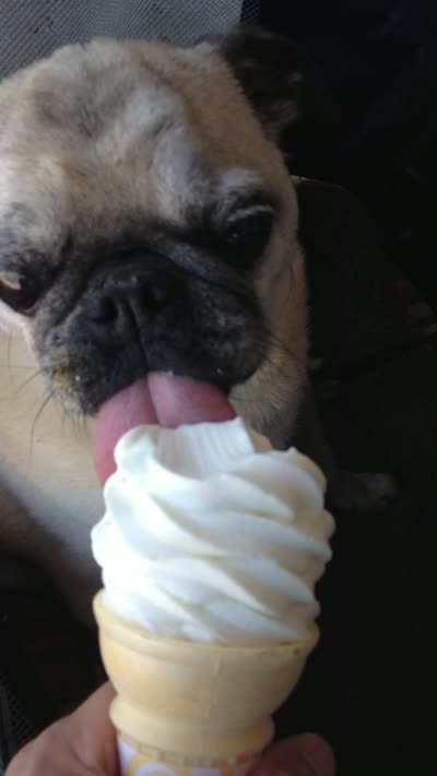PUG LYFE