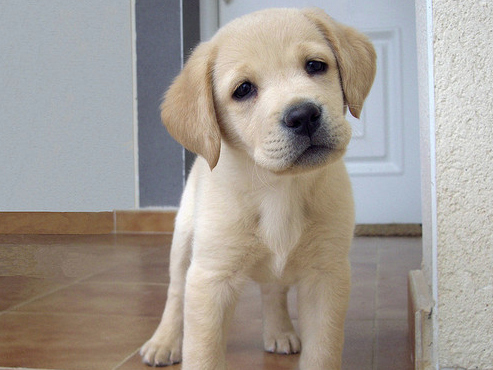 6. This pup is worried about the uneven impact of sequester on local communities.