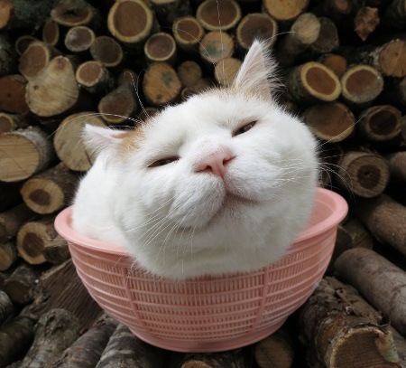 This is fairly easy - just set out a colander, and wait for an unsuspecting cat to step in. Then you can grab the colander, cat and all, and carry it to the pot.