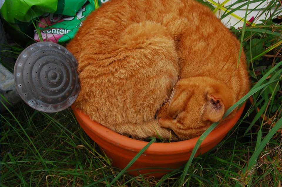If you are into home gardening, you can just harvest a cat from one of your flower pots.