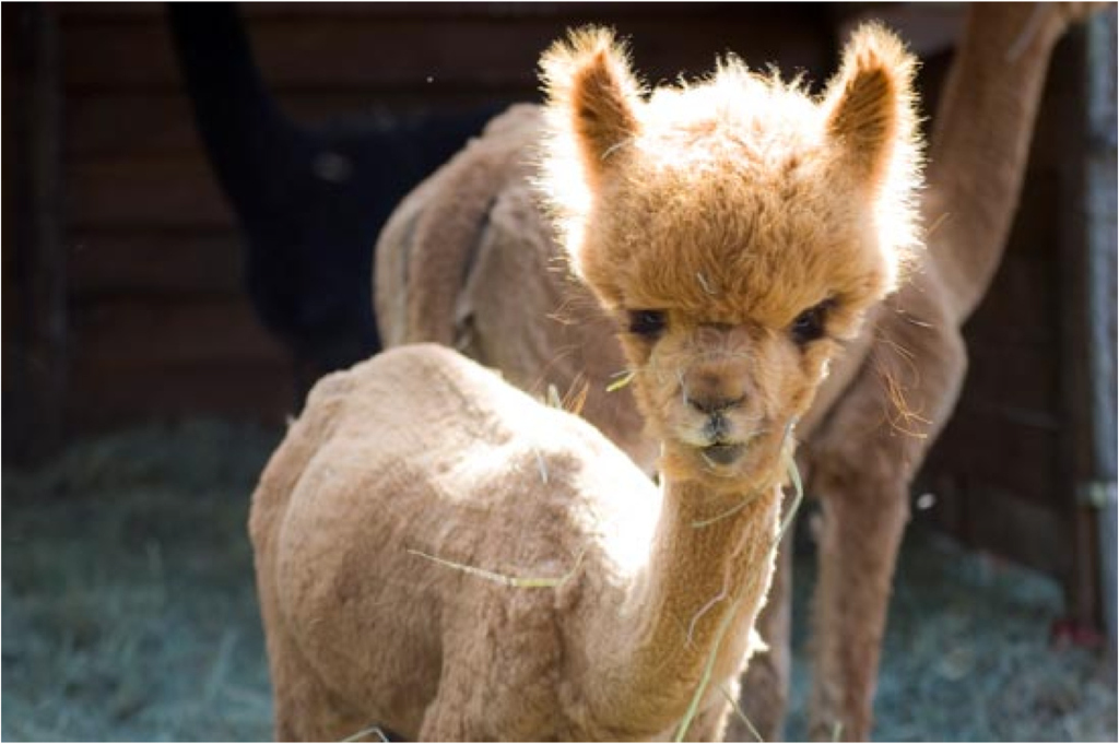 7 Animals With Better Eyelashes Than You