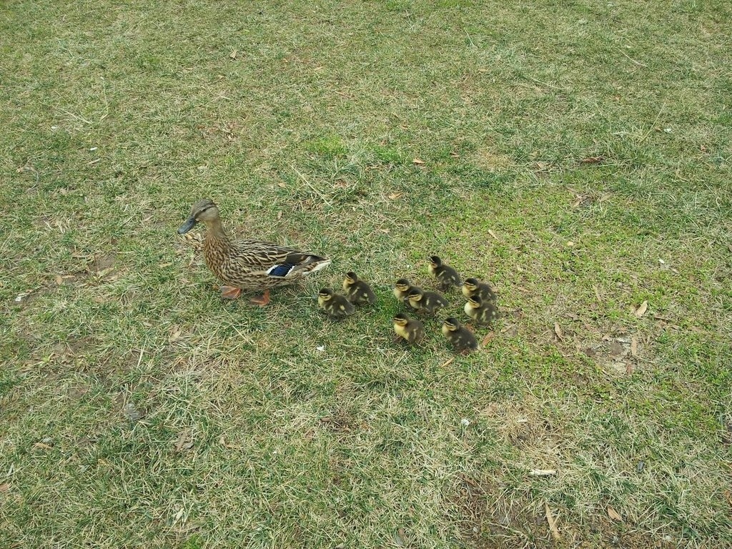 A mother duck and her nine ducklings were spotted across from the World Bank building on Pennsylvania Avenue yesterday. Concern for their safety quickly became the capital's top priority.