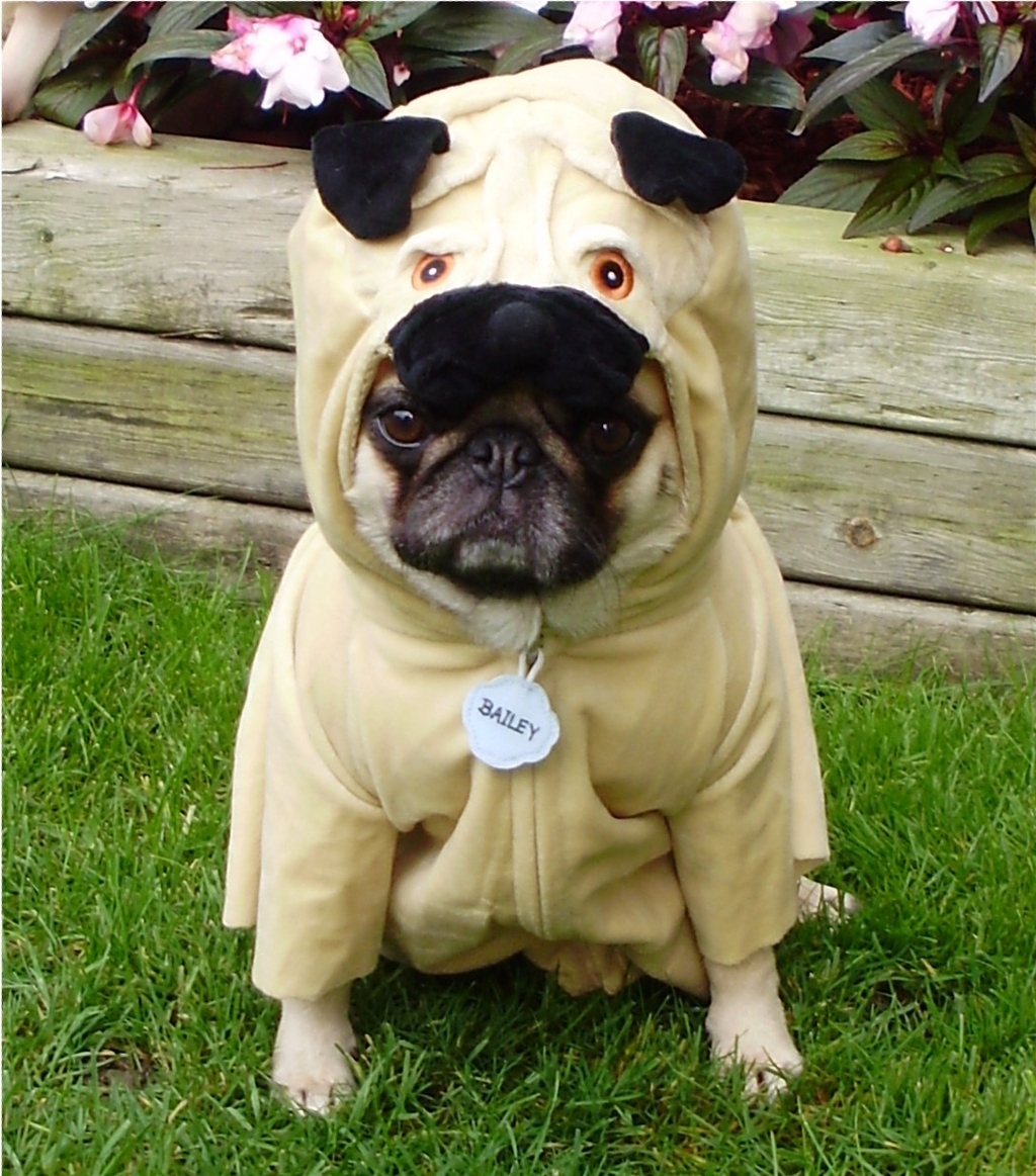 A Pug in a Pug: Puception