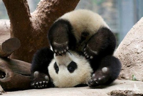Go home, panda. You're drunk.
