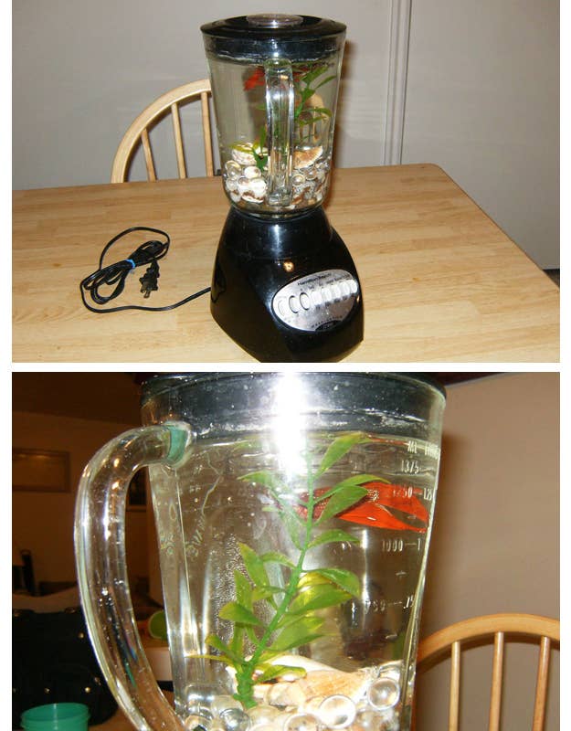 8 Household Items Begging You To Turn Them Into Aquariums