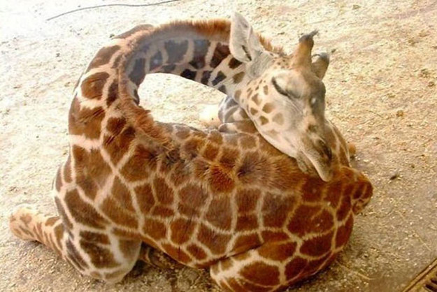 Hardest but most important one. Look how happy this baby giraffe is though!