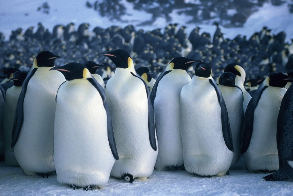 These guys are regal as hell. I bet they wear bibs when they eat their caviar.