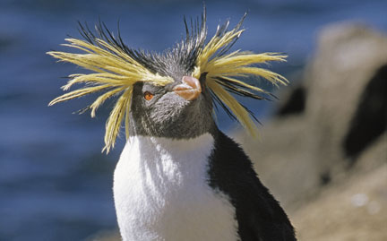 Like everybody's favorite Grammy-winning recording artist "Weird Al" Yankovic, these guys always have a bad hair day.
