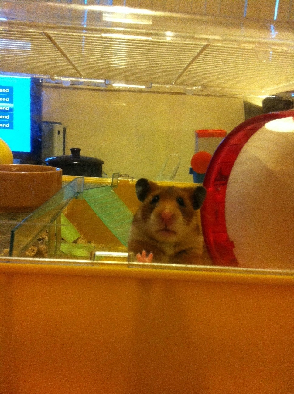 2) This hamster has never felt so cheated.