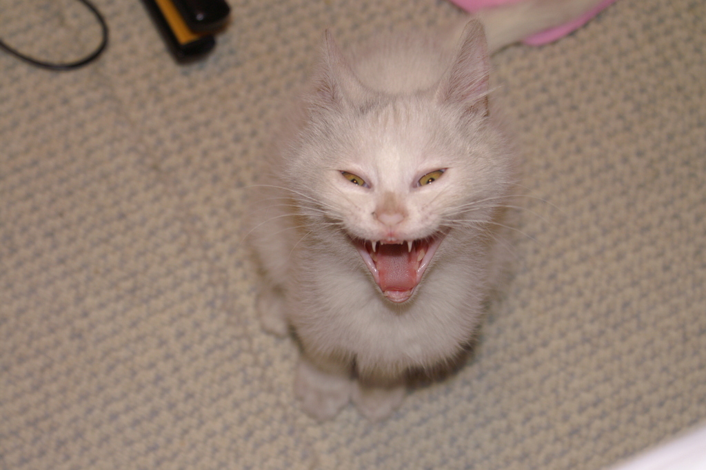 HIIIIIIIIIIII!!!!!!