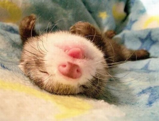 THE TONGUE. SO CUTE.