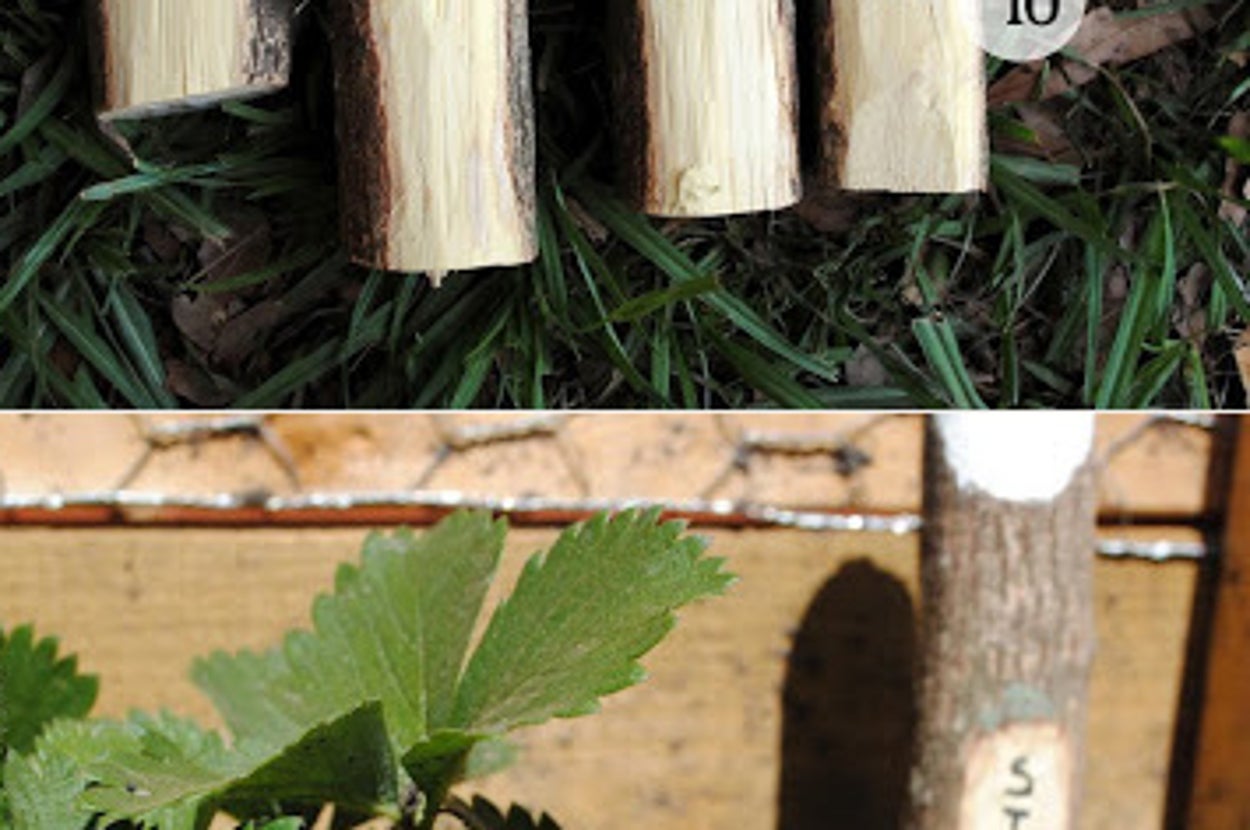 26 DIY Plant Markers For Your Springtime Garden