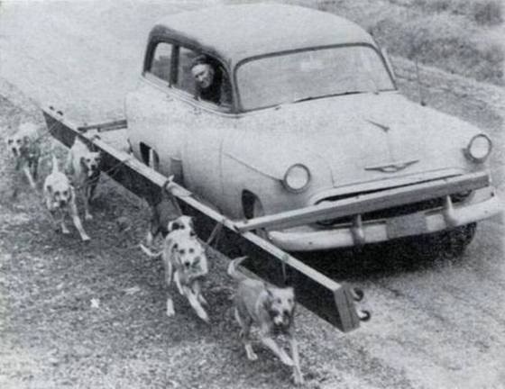 Let's move on to animal abuse.WHAT COULD GO WRONG?