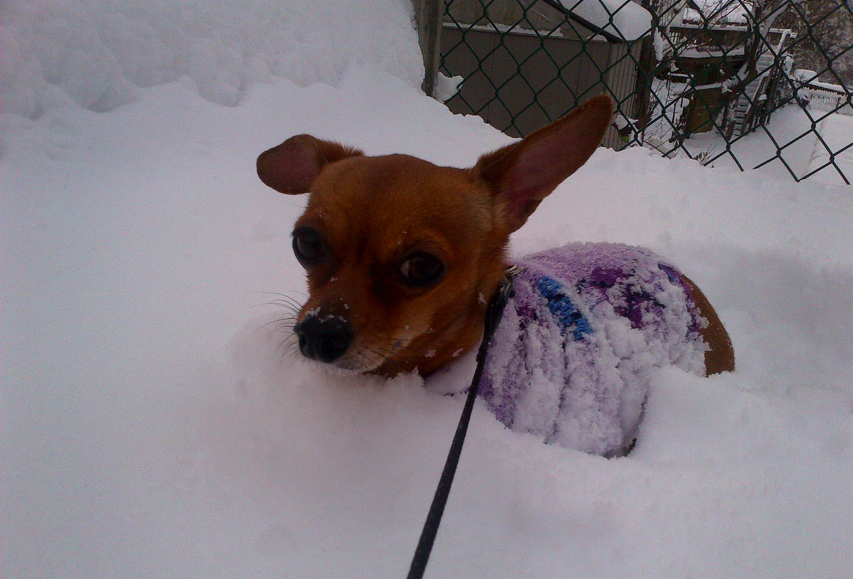 Do you like to roll in snow and look silly and happy stuffing your mouth with snow? If you don't, your best friend probably doesn't, either.