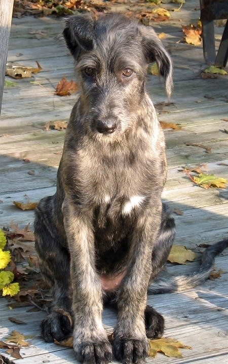 So, is our pooch a survivor? Can he escape this terror, or must he succumb to the vegetable-induced, night-walking fate of the Damned? You'll have to finished the sequel, "The Celery Stalks at Midnight," and let me know. I couldn't make it. Are these tears on my face? Yup, I'm crying over here. I mean...look at him.