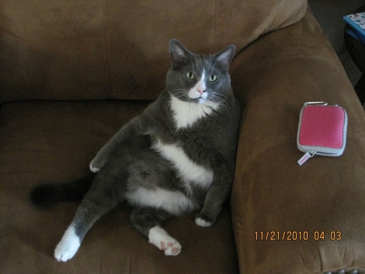 I get paid first right? That's why I brought my wallet. (Brook Smith's cat Bub)