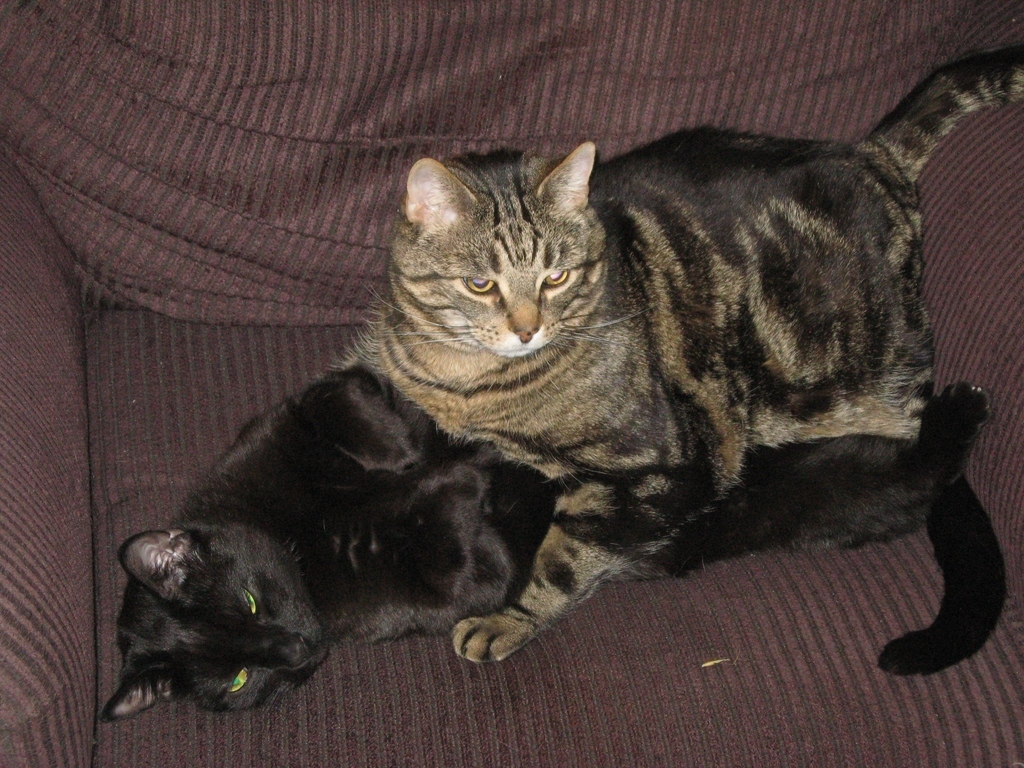 Get him off of me, he's squishing me! (Mandy Porter's cats Buddy and Horus)