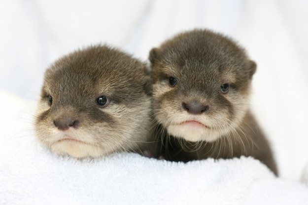 Baby River Otters All Look Like They're Saying 