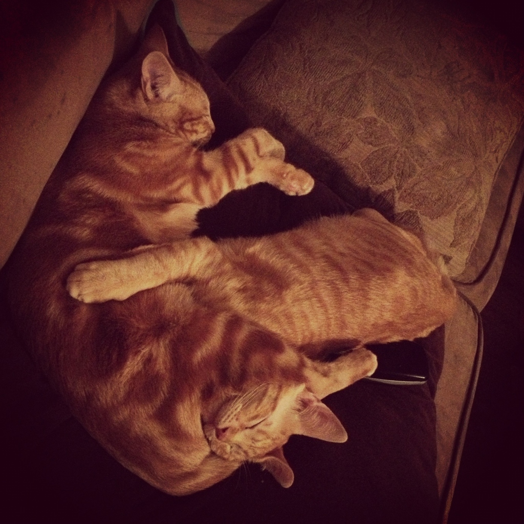 "What, you don't sleep with your head between your brother's legs?!"