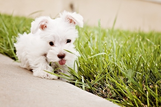 These Mini Schnauzers Will Solve All Of Your Problems